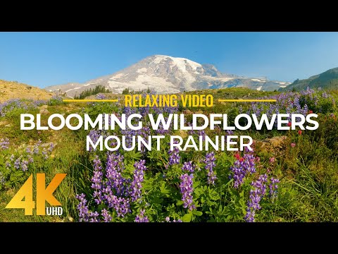 4K Blooming Wildflowers of Mount Rainier National Park - Beautiful Scenery & Healing Nature Sounds