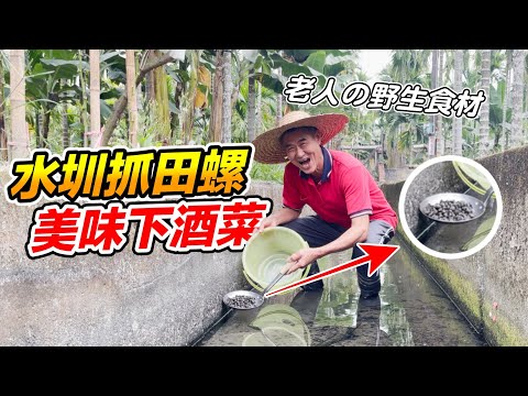 睽違已久的野外系列，水圳抓野生田螺！竟然發現一條水圳滿滿的田螺『野外實戰系列』Wild series, catch wild snails in Shuizhen