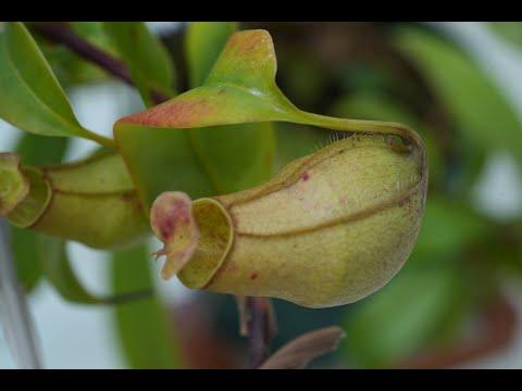 園芸 タマリスク