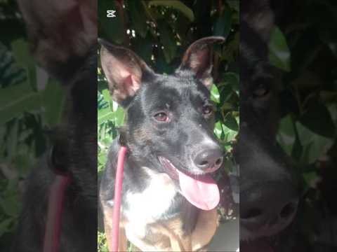 Regalo Timothy stupendo giovanotto cerca famiglia