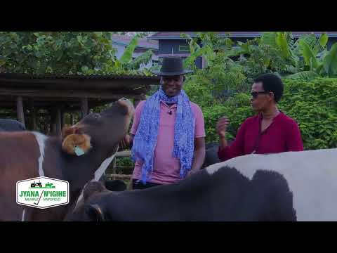 Learn how to raise modern cows.