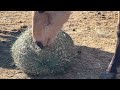 The Herd At Horse Discovery Try Out Their New Nag Bag