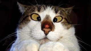 ПРИКОЛЫ С КОТАМИ И ДРУГИМИ ЖИВОТНЫМИ 2018