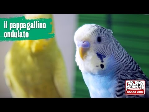Come liberarsi da parassiti in un organismo medicamentally risposte Quello che è parassiti in biologia