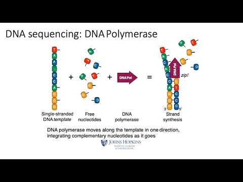 MCB 182 Lecture 2.2 - Sanger sequencing