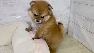 ポメラニアンの動画01