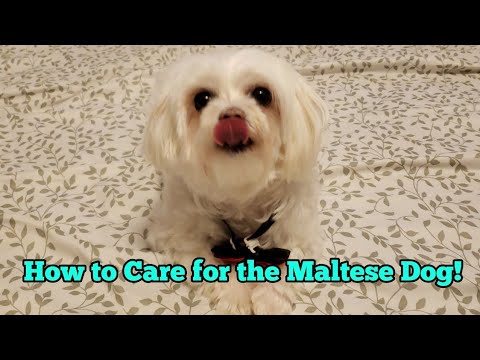 How to take Care of: Maltese Dogs!