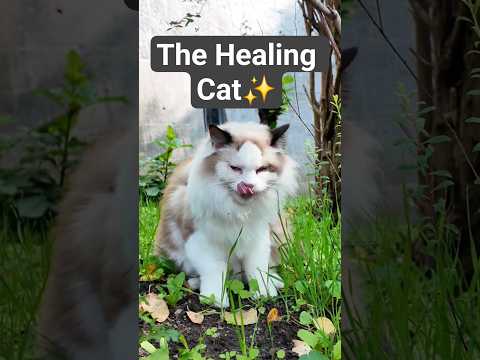 “Self-healing spiritual cat at ISKCON temple surroundings, Belgium” - #templecat #zen