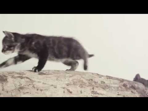 Ear Cat youtube-video