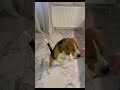 Бигль Ирни выпрашивает сухарик 😀 #dog #бигль #животные