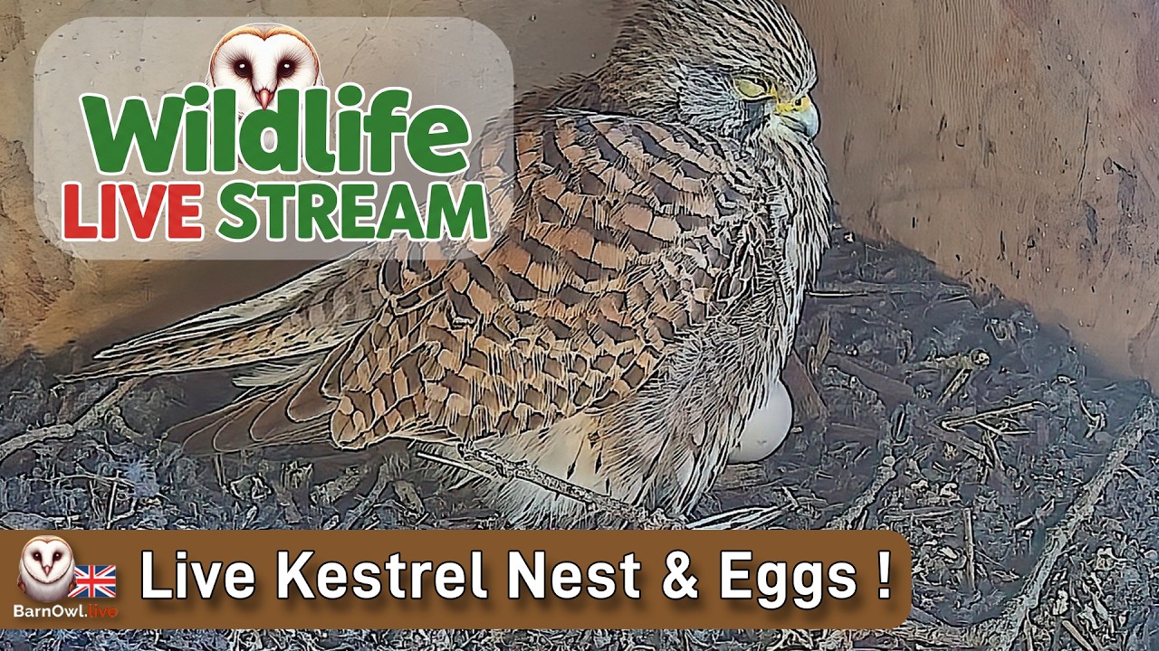 Live webcam view of Kestrel Nest Cam with Duck Egg Twist