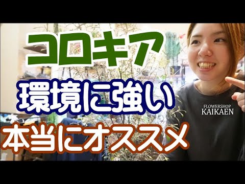 コトネアスター、コトネアスター 植物