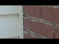 Yellow Jackets Reside in the Side of the Home in Roosevelt, NJ