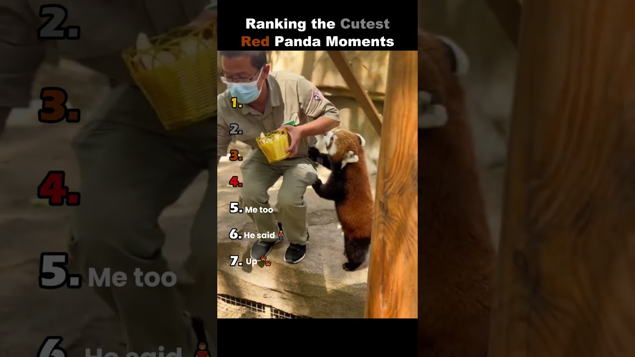 The Cutest Red Panda Moments Ever