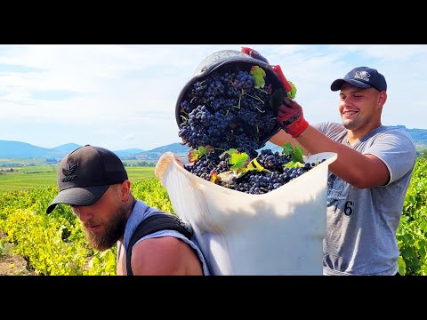 Les Vendanges des Domaines Loron en 2023 , enfin un millésime ni précoce, ni tardif !” / HARVEST