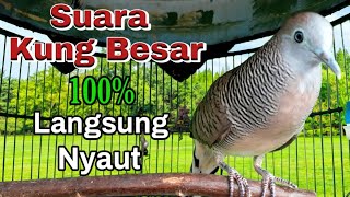 Download lagu pancingan perkutut lokal gacor Suara Kung Besar istimewa mp3 Download lagu pancingan perkutut lokal gacor Suara Kung Besar istimewa mp3