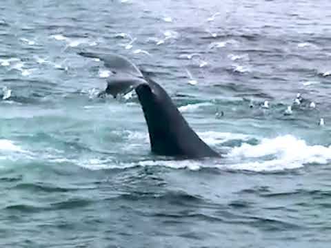 Reflecting on Whales