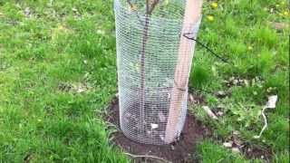 Tree Guards: Protecting Trees from Mice and Voles