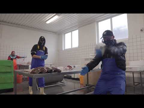 Randers Cowboys - JYLLAND (Officiel Musikvideo)