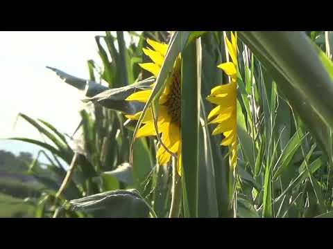 Mark Knopfler, Time Will End All Sorrow, for Blue & Yellow