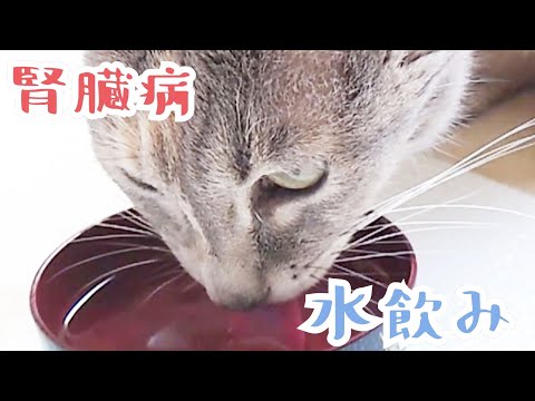 猫の脱水症状、その治療法 - 家庭療法