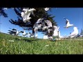 Bloody Seagulls VS Bread