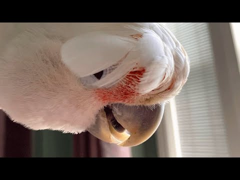 Grumpy the Parrot - a Family Member Above All!