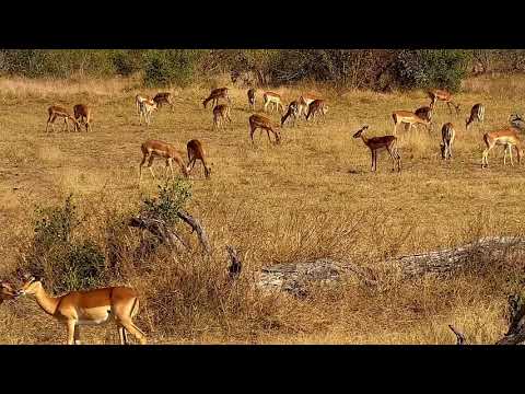 Djuma: Impalas - 13:53 - 07/10/21