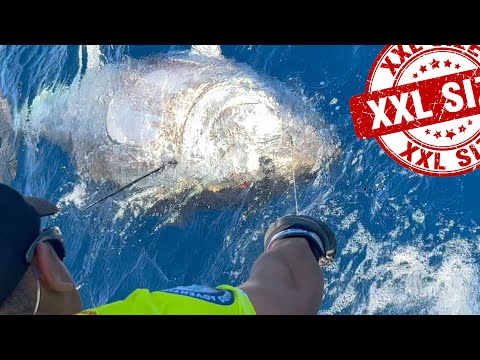 Pêcher le Thon Rouge au Vif a Tenerife en Stand Up! YFS 2022 - Tuna Fishing