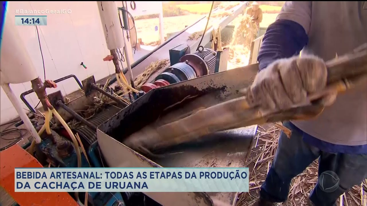 BEBIDA ARTESANAL: TODAS AS ETAPAS DA PRODUÇÃO DA CACHAÇA DE URUANA