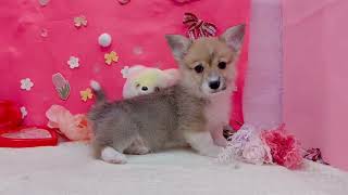 コーギーの動画01