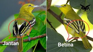 Download lagu TIDAK BUTUH WAKTU LAMA❗Cara Membedakan Sirpu Jantan dan Betina Cepat dan Mudah mp3