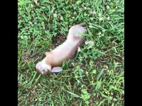 download lagu mp3 mp4 Rabbit Spasm, download lagu Rabbit Spasm gratis, unduh video klip Rabbit Spasm