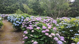 20250622 長崎県 佐世保市 烏帽子 あじさい祭り