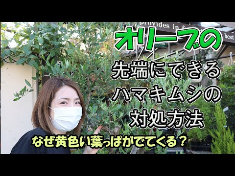 オリーブの木の害虫