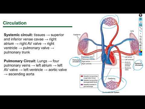 Histology Lecture Circulatory System