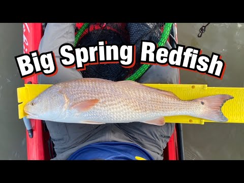 Big Spring Topwater Redfish | Hobie Revolution 13