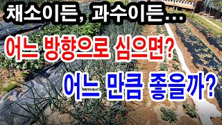 채소를 심어도, 과일나무를 심어도 어느 방향으로 심으면 어느만큼 더 좋은가?(채소 심는 방향, 과일나무 심는…