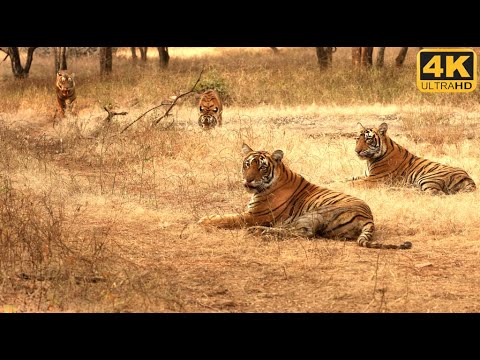 AN ATTACK  of TIGERS at Ranthambore national park | 4K video
