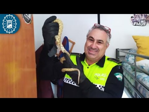 Capturan una serpiente de más de un metro que una mujer subió a casa de un contenedor 