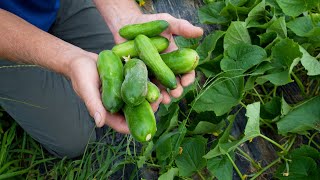 From Farm to You: Cucumbers