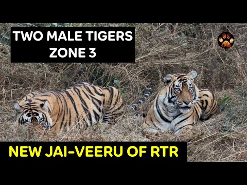 Two Gorgeous Male Tigers in Zone 3 Ranthambore | 3 Hours Of Tiger Sighting In Ranthambore Safari 4K