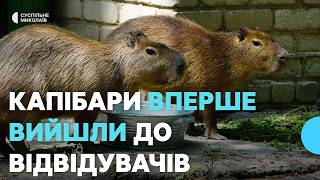 Капибары впервые вышли к посетителям Николаевского зоопарка