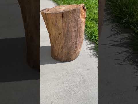 Softwood vs. Hardwood #shorts #plants #tree #wood #hardwood #comparison #educational