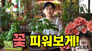 꽃은 안 피우고 길게 자라기만 하는 제라늄 그냥 놔두시면 안 됩니다!