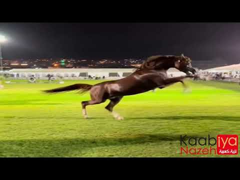 NAFIESA NAJEEB BY MAHDER AL JAMAL VS MAGNUMS VOLCAN KA  BY QR MARC