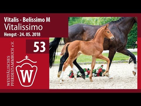 053 Vitalissimo HF v. Vitalis - Belissimo M