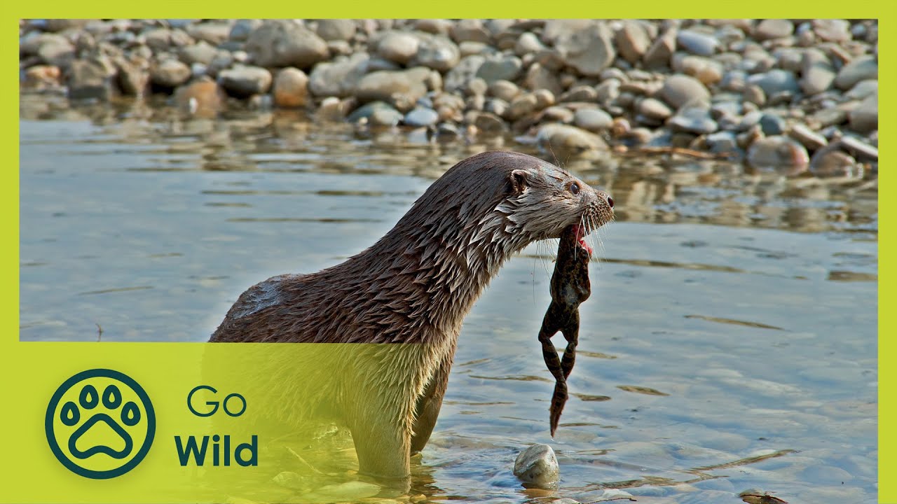 Secrets of the Flooded Forest - Danube National Park - Go Wild