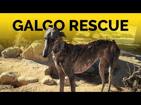 Spanish galgo appeal