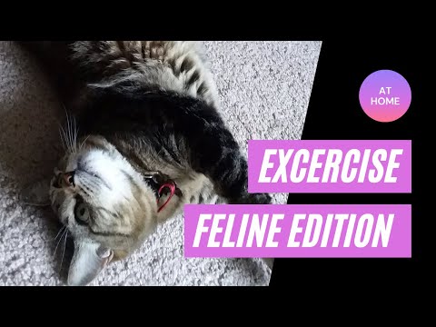 Muscle Strengthening Exercises for Cats!